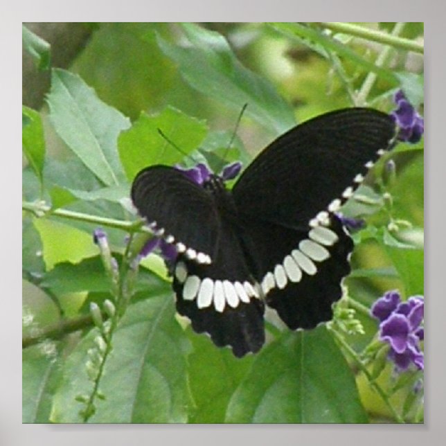 Impressão de borboleta branca e preta (Frente)