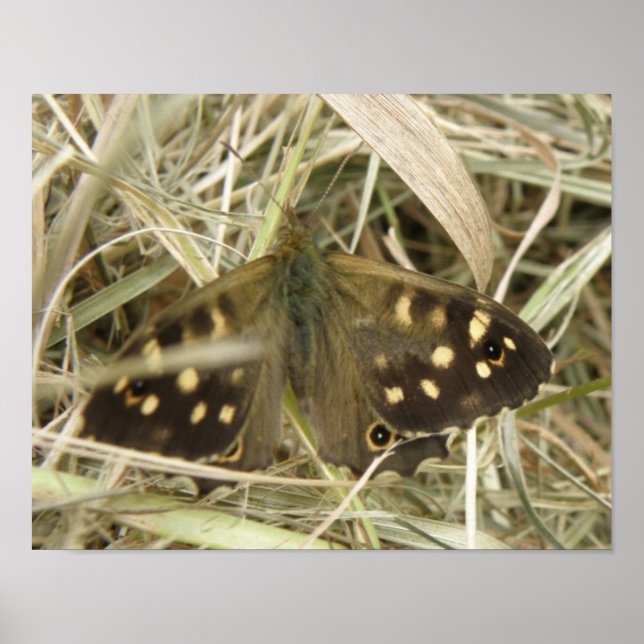 Impressão de Borboleta de Madeira Pintada (Frente)