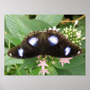 Impressão de Borboleta de Pontos Azuis