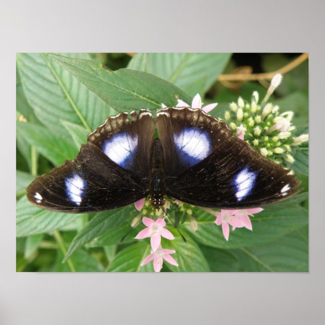 Impressão de Borboleta de Pontos Azuis (Frente)