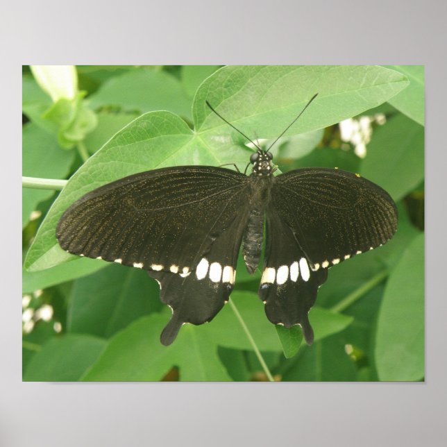 Impressão de Borboleta Mormon Comum (Frente)