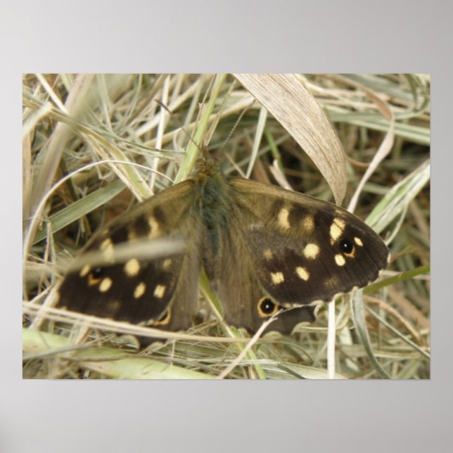 Impressão de Borboleta Speckled Wood (Frente)