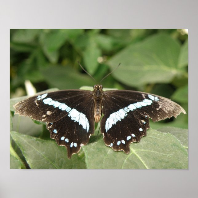 Impressão de Borboleta Tropical Preta e Branca (Frente)