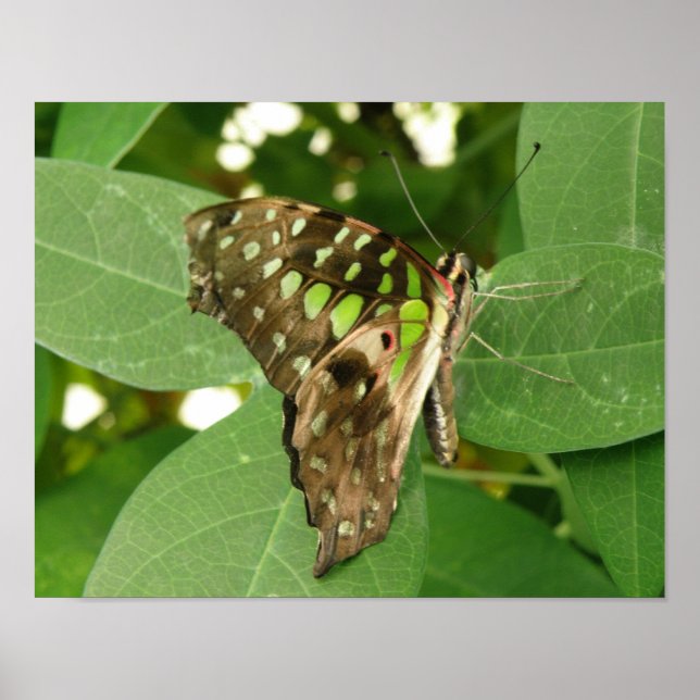 Impressão de Borboleta Verde Iridescente Tropical (Frente)