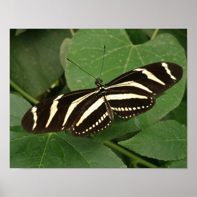 Impressão de Borboleta Zebra Longwing (Frente)