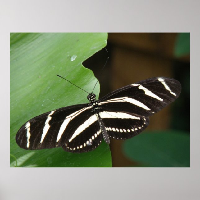 Impressão de Borboleta Zebra Longwing Bonita (Frente)