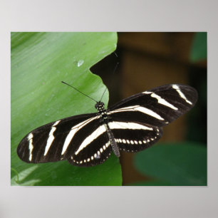 Impressão de Borboleta Zebra Longwing Bonita