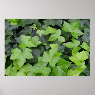 Impressão de Botânica de Ivy Verde