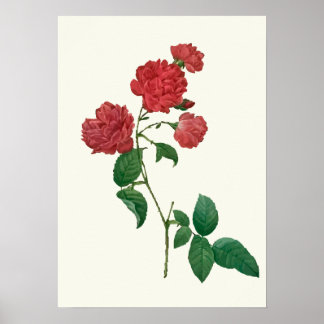 Impressão de Botânica do Vintage Rosa vermelha