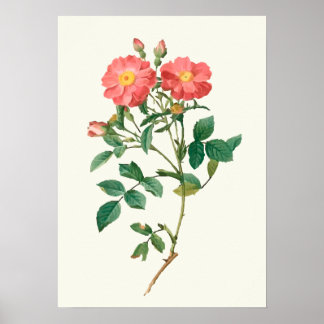 Impressão de Botânica Rosa Rosa Rosa Vintage