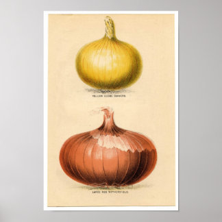 Impressão de Botânica Vintage - Cebolas