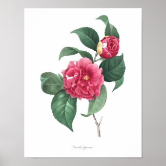Impressão de Camellia de MAIOR QUALIDADE