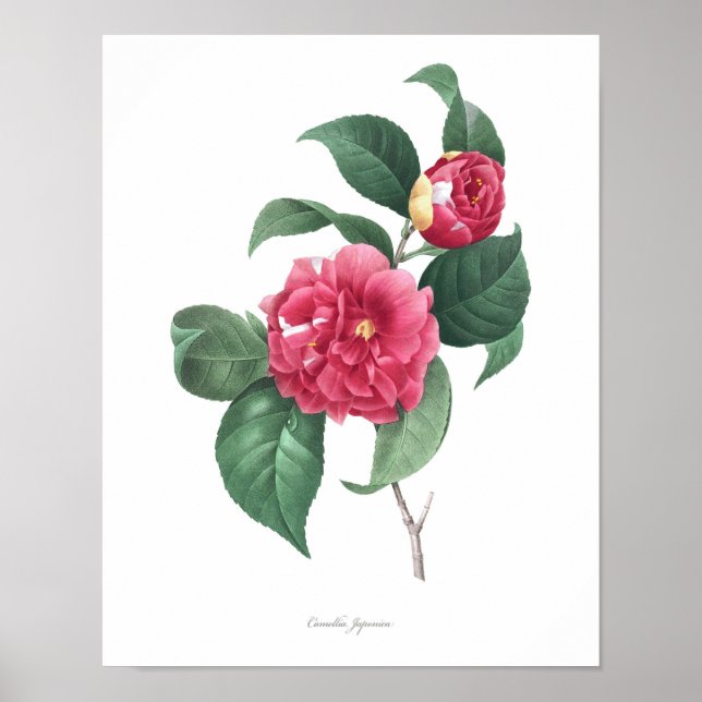 Impressão de Camellia de MAIOR QUALIDADE (Frente)