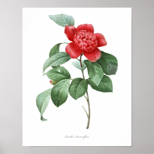 Impressão de Camellia de MAIOR QUALIDADE (Frente)