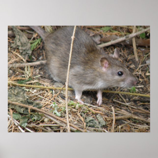 Impressão de campo de rato selvagem (Frente)