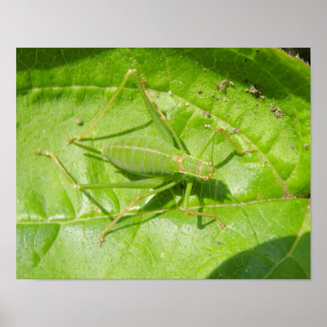 Impressão de Camuflagem de Grilo Verde (Frente)
