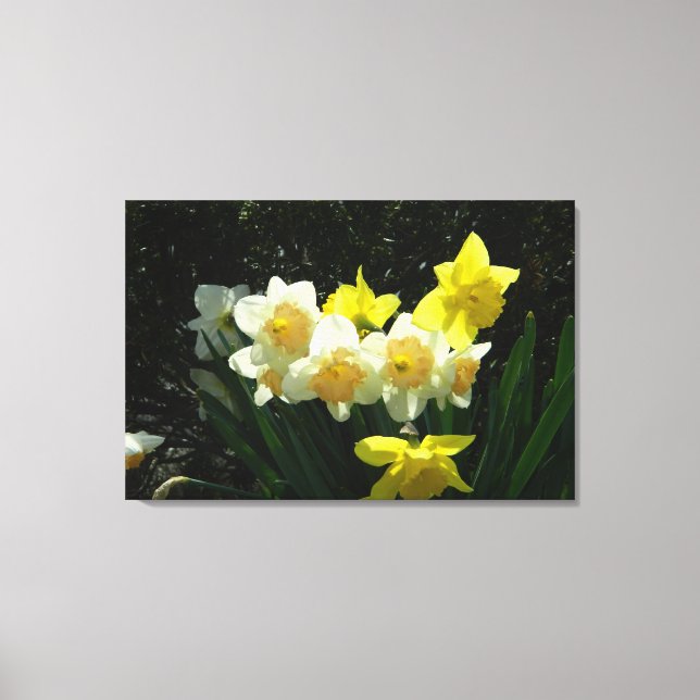 Impressão de Canvas Daffodils (WestCreek) iluminad (Frente)