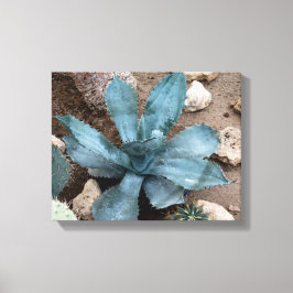 Impressão de Canvas de Fotografias da Aloe Vera Pl