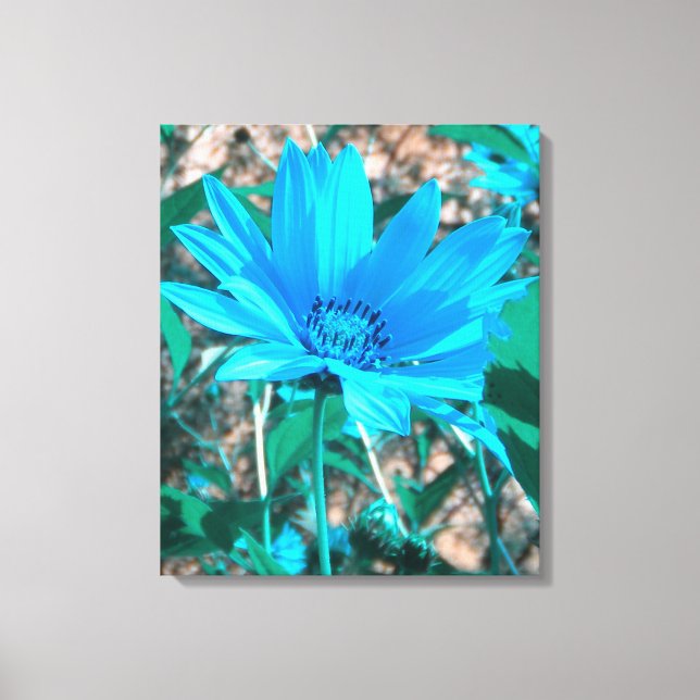 Impressão de Canvas de girassol azul selvagem (Frente)