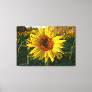 Impressão de Canvas de Sunflower Series