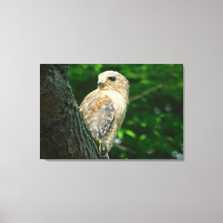 Impressão de Canvas Hawk Ombro-Vermelho