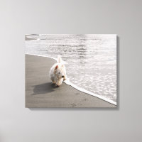 Impressão de Captura de Foto Westie Beachcombing