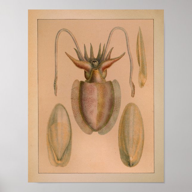 impressão de chocalho comum de cor de 1851 (Frente)