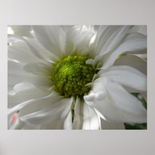 Impressão de Chrysanthemum Branco