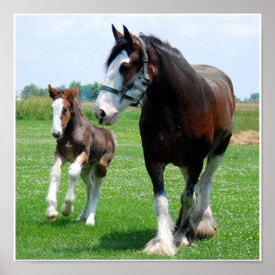 Impressão de Clydesdale e de potro