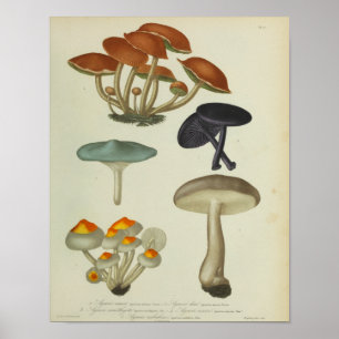 Impressão de Cogumelos Azuis Amarelos Vintage 184