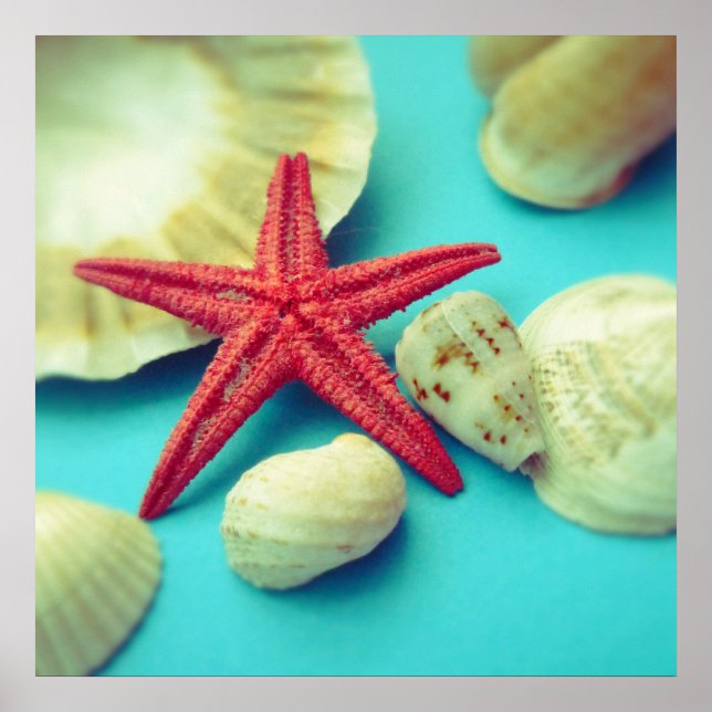 impressão de concha (Frente)