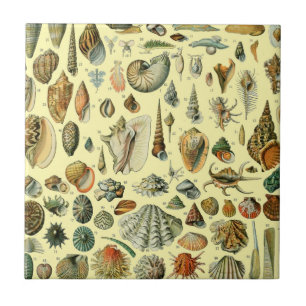 Impressão de Conchas Vintage Adolphe Millot Costei