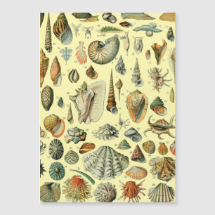 Impressão de Conchas Vintage Adolphe Millot Costei