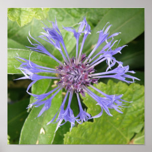 Impressão de Cornflower