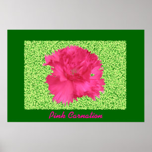 Impressão de Cravos Rosa