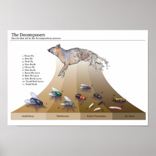 Impressão de Decomposers