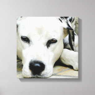 Impressão de descanso das canvas do Dalmatian