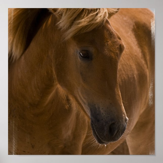 Impressão de Design de castanha (Frente)