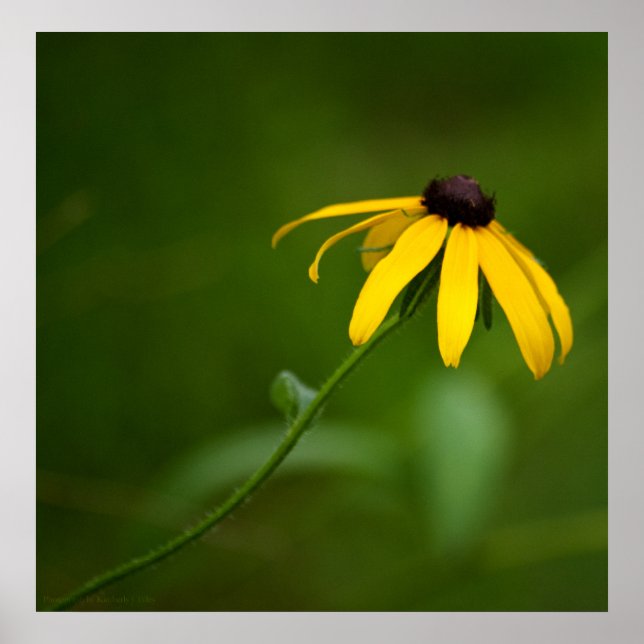 Impressão de Destaque (Frente)