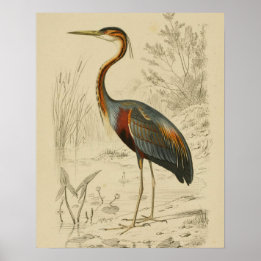 Impressão de Edouard Roxo Anítico
