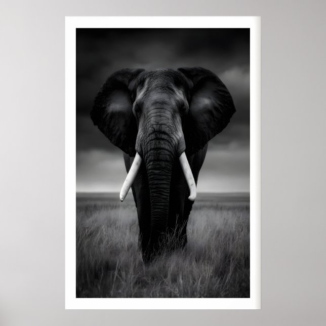 Impressão de Elefante Safari, Preto e Branco, Firm (Frente)