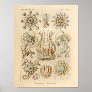 Impressão de Ernst Haeckel da cor de Narcomedusae