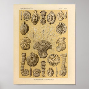 Impressão de Ernst Haeckel da cor de Talamophora