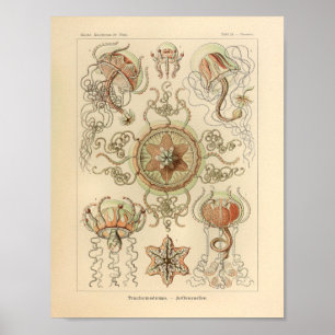 Impressão de Ernst Haeckel da cor de Trachomedusa