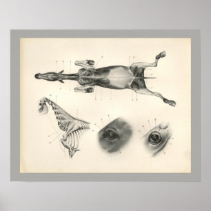 Impressão de esqueleto da anatomia do músculo