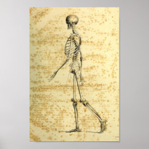 Impressão de esqueleto da anatomia do ser humano