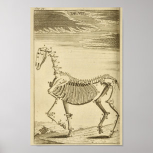 Impressão de esqueleto da arte da anatomia do