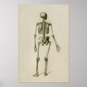 Impressão de esqueleto humano da anatomia do