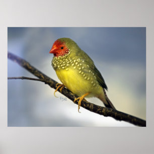 Impressão de Finalização Estelar