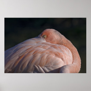 Impressão de Flamingo Adormecido